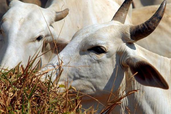 A febre aftosa é uma doença viral altamente contagiosa por meio do contato de objetos ou pessoas com a saliva, o líquido das aftas, o leite e as fezes de animais contaminados. - Arquivo/Agência Brasil