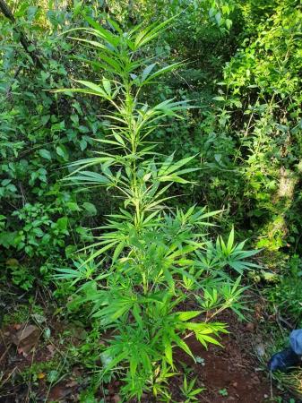 Guarnição policial encontrou a planta após receber uma denúncia anônima na manhã deste domingo (01) (Foto: Divulgação/Brigada Militar)