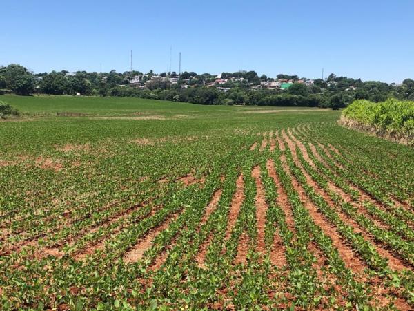 Áreas já implantadas no Rio Grande do Sul se dividem entre as fases de germinação e desenvolvimento vegetativo (Foto: Diones Roberto Becker)