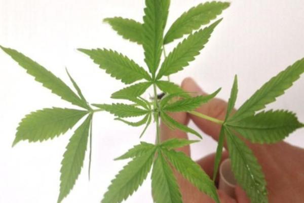 Regulamento aprovado versa sobre a fabricação, importação e comercialização de medicamentos derivados da Cannabis (Foto: Divulgação/Polícia Federal)