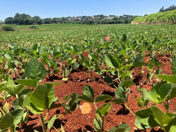 Conforme a Emater-Ascar, os sojicultores do Rio Grande do Sul devem cultivar 5,97 milhões de hectares na safra 2019/2020 (Foto: Diones Roberto Becker)