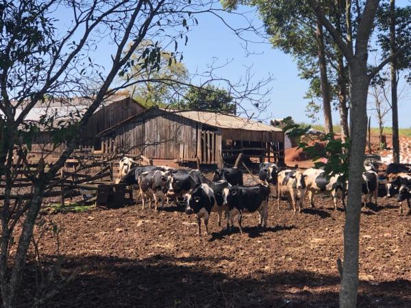 Cadeia produtiva de leite do Rio Grande do Sul é formada por 97% de agricultores familiares (Foto: Diones Roberto Becker)