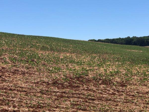 Excesso e falta de chuvas, no decorrer dos meses de novembro e dezembro, provocaram estande desuniforme de plantas (Foto: Diones Roberto Becker)