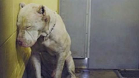 O texto também propõe a punição para quem abandona animais, quem organiza ou participa de confronto entre animais (como brigas de galo) e quem pratica ato libidinoso com animal