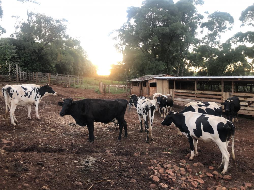 Programa Sementes Forrageiras irá beneficiar cerca de 13 mil agricultores familiares e pecuaristas familiares (Foto: Diones Roberto Becker)