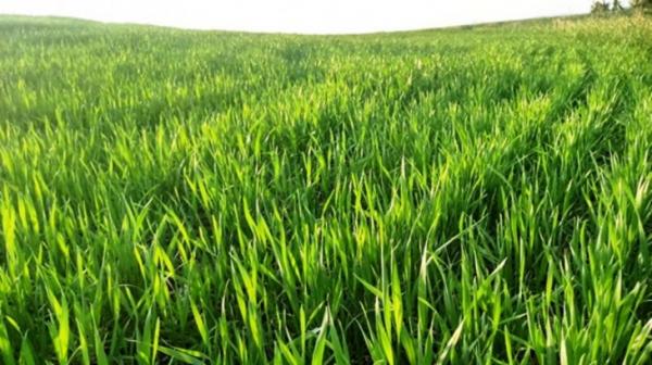 O cultivo do trigo atinge 45% da área plantada no Rio Grande do Sul. (Foto: Divulgação/José Schaefer/Emater RS)
