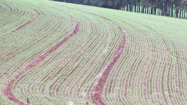 Chuvas e baixas temperaturas registradas em julho não favoreceram a cultura do trigo (Foto: Divulgação/Emater-Ascar)