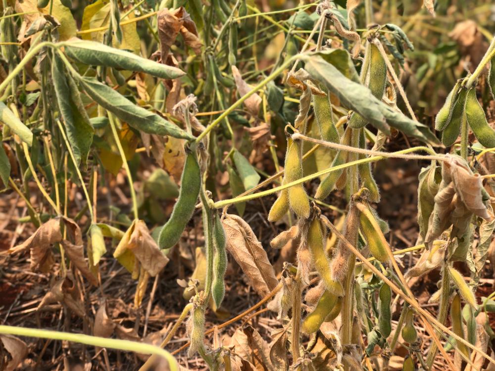 Segundo a Emater-Ascar, a colheita da soja avançou para 14% da área total plantada no Rio Grande do Sul (Foto: Diones Roberto Becker)