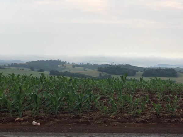 Levantamento da Emater-Ascar aponta que o plantio de milho atinge 99% da área estimada em 777,4 mil hectares (Foto: Diones Roberto Becker)