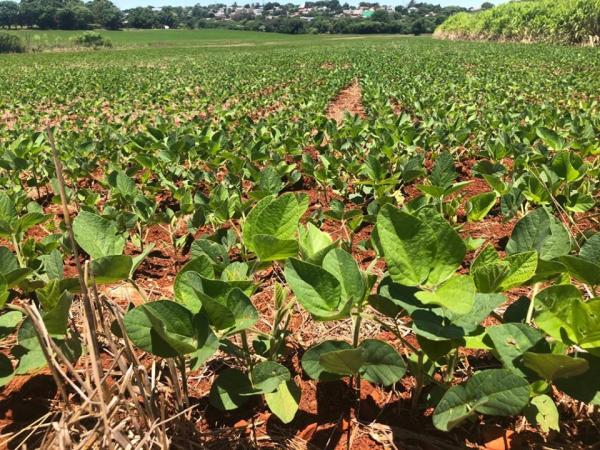 Maioria da área plantada com a oleaginosa no Rio Grande do Sul está na fase de desenvolvimento vegetativo (Foto: Diones Roberto Becker)