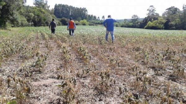 Estiagem tem afetado principalmente as plantações de milho, soja e uva, além de outras culturas em desenvolvimento (Foto: Divulgação/Defesa Civil-RS)