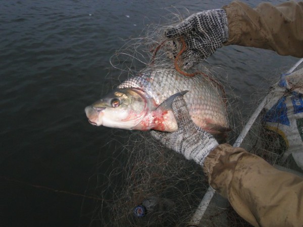 Desde 1º outubro de 2019 até 31 de janeiro a pesca segue proibida na bacia do rio, devido a piracema, período de reprodução das espécies - Foto: Patram