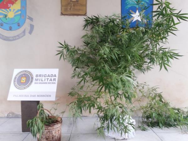 Policiais encontraram seis pés da herbácea além de material pronto para a venda - Foto: Brigada Militar