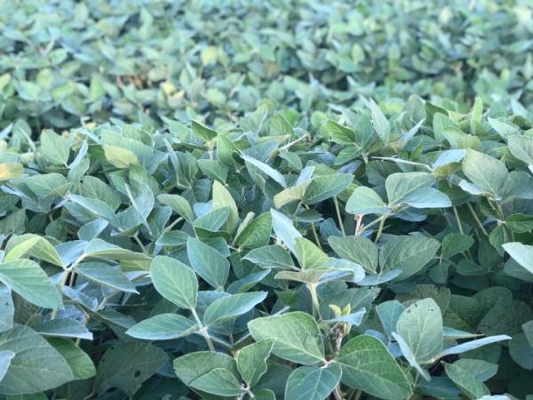 Maioria das lavouras gaúchas com soja está nas etapas de desenvolvimento vegetativo e floração (Foto: Diones Roberto Becker)