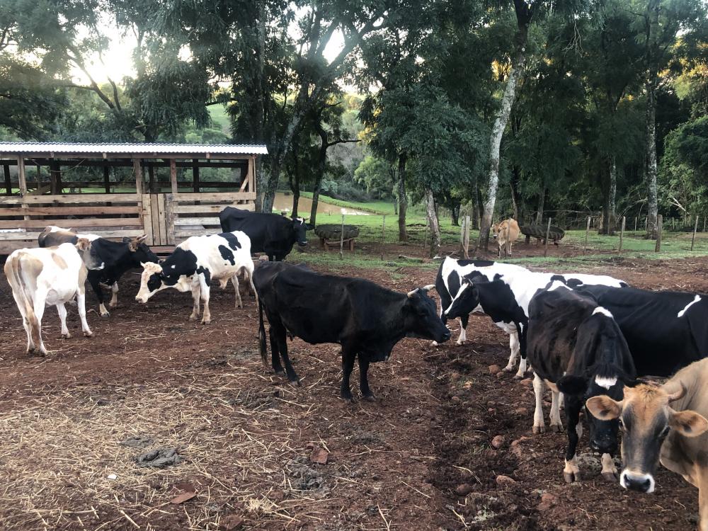 Atualmente, são cerca de 60 famílias que lidam na atividade leiteira no município (Foto: Diones Roberto Becker)