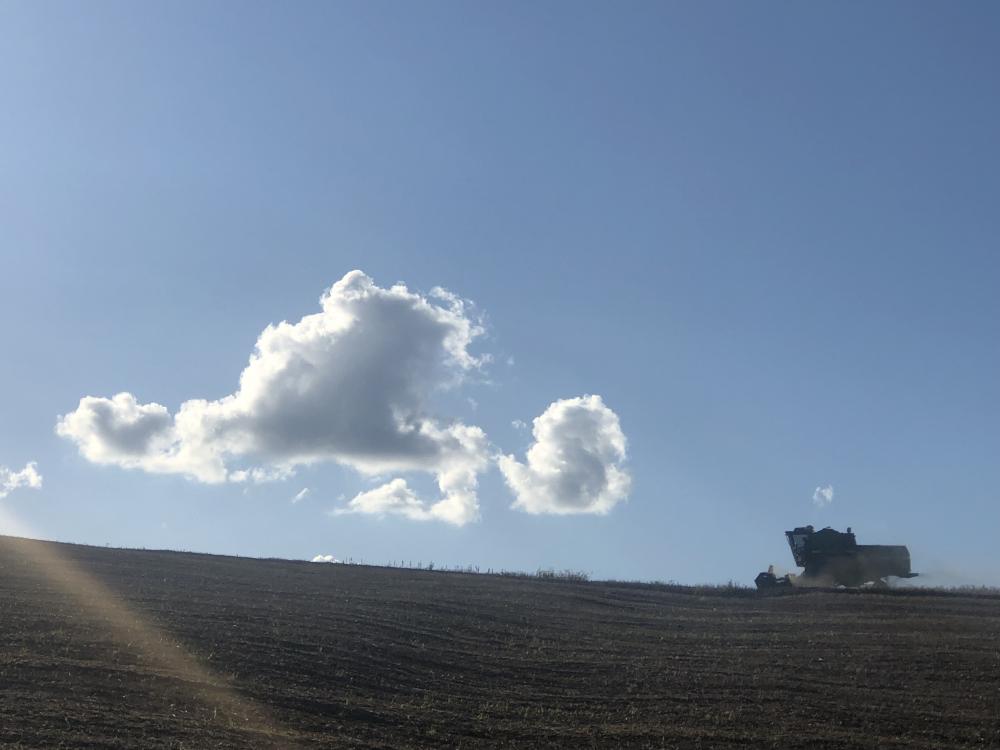 Expectativa atual de produtividade ainda é mantida em cerca de 1.500 quilos por hectare (Foto: Diones Roberto Becker)