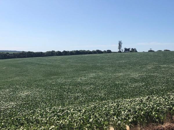 Sojicultores do Rio Grande do Sul destinaram aproximadamente 5,9 milhões de hectares para a oleaginosa na safra 2019/2020 (Foto: Diones Roberto Becker)