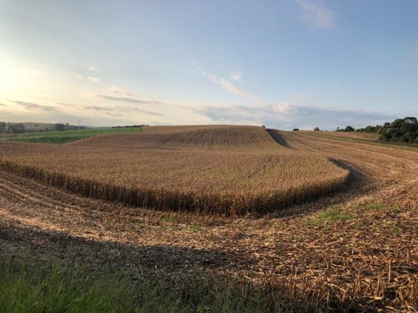 Levantamento da Emater-Ascar aponta que são aproximadamente 777 mil hectares cultivados com milho na atual safra (Foto: Diones Roberto Becker)