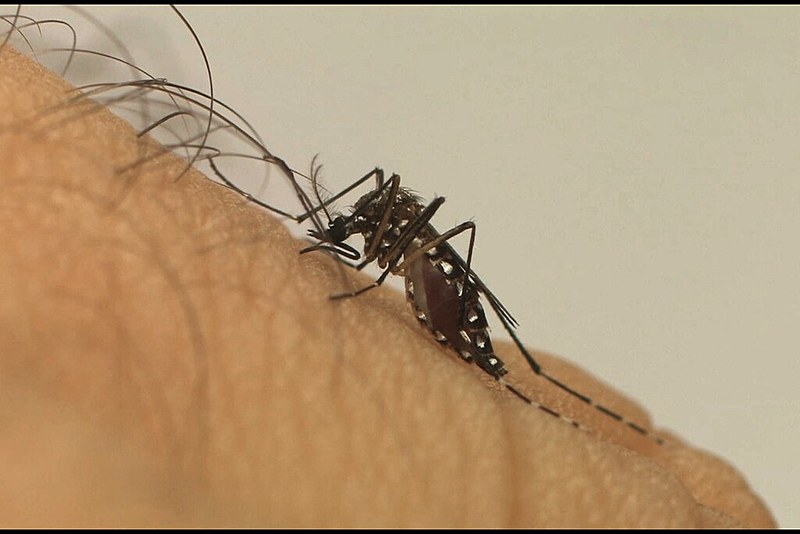 A Dengue é causada pelo mosquito Aedes Aegypti que se prolifera em água parada (Foto:Reprodução) 