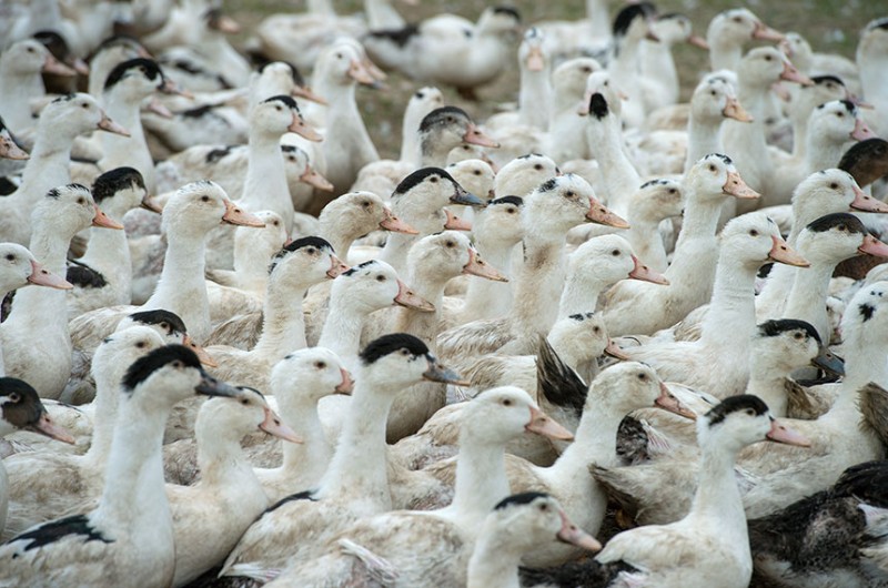 O fois gras é obtido por meio da alimentação forçada com a introdução de um tubo na garganta de ganso ou pato, o que leva à hipertrofia do fígado da ave - Getty Images/iStockphoto