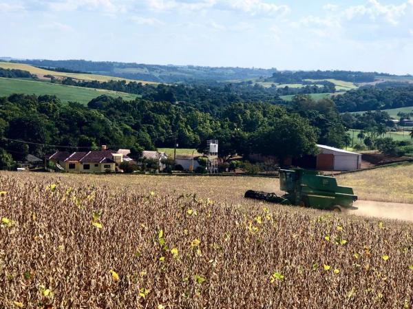 Do total de 5,9 milhões de hectares cultivados com soja no Estado, na safra 2019/2020, cerca de 5% já foram ceifados (Foto: Diones Roberto Becker)