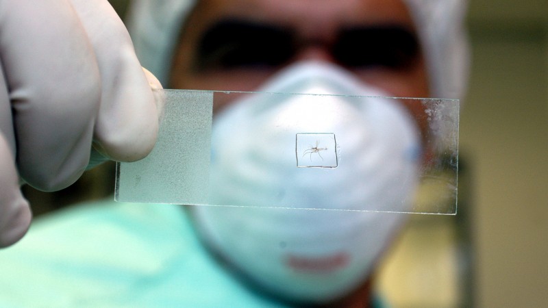 Aedes aegypti é o mosquito transmissor da dengue, zika e chikungunya. - Foto: Fiocruz
