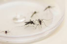 Casos de maior concentração de foco do mosquito são nos Bairros Pindorama e Santa Inês - Foto: Internet 