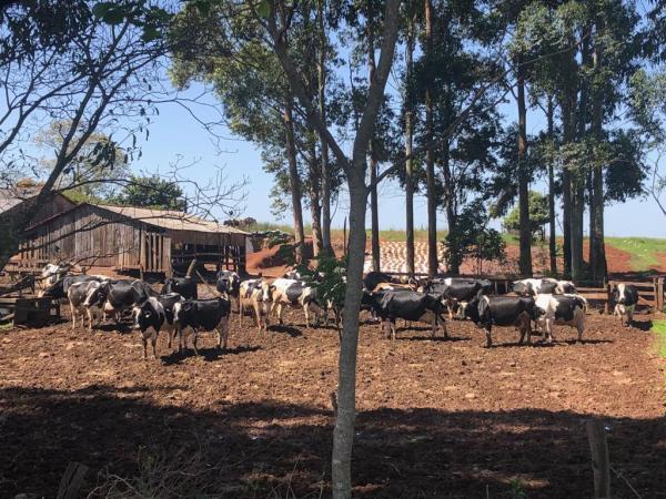 Economia do Rio Grande do Sul, no ano passado, foi puxada pelo bom desempenho do setor agropecuário (Foto: Diones Roberto Becker)