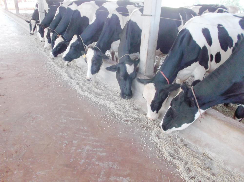 Evento vai discutir a produção leiteira no município de Tenente Portela (Foto: Reprodução/Arquivo)