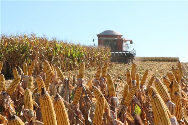 O Programa Troca-Troca de Sementes de 2019 beneficiou cerca de 50 mil agricultores. (Foto: Divulgação/Emater-RS/Ascar)