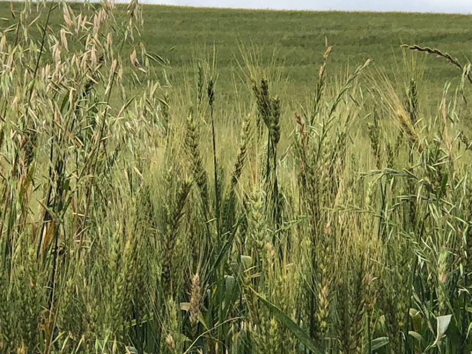 Produção de trigo no Estado fica concentrada nos municípios das regiões de Santa Rosa e Ijuí (Foto: Diones Roberto Becker)