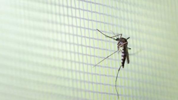 Tenente Portela possui um caso confirmado de dengue (Foto: Reprodução/Internet)