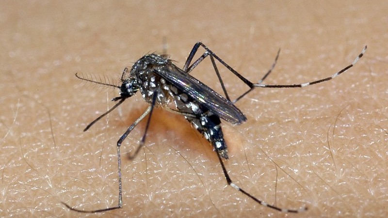 Aedes aegypti é o transmissor da dengue - Foto: Divulgação/SES