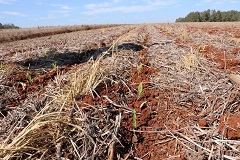 Área plantada até o momento se aproxima de dez mil hectares (Foto: Divulgação/Emater-Ascar)
