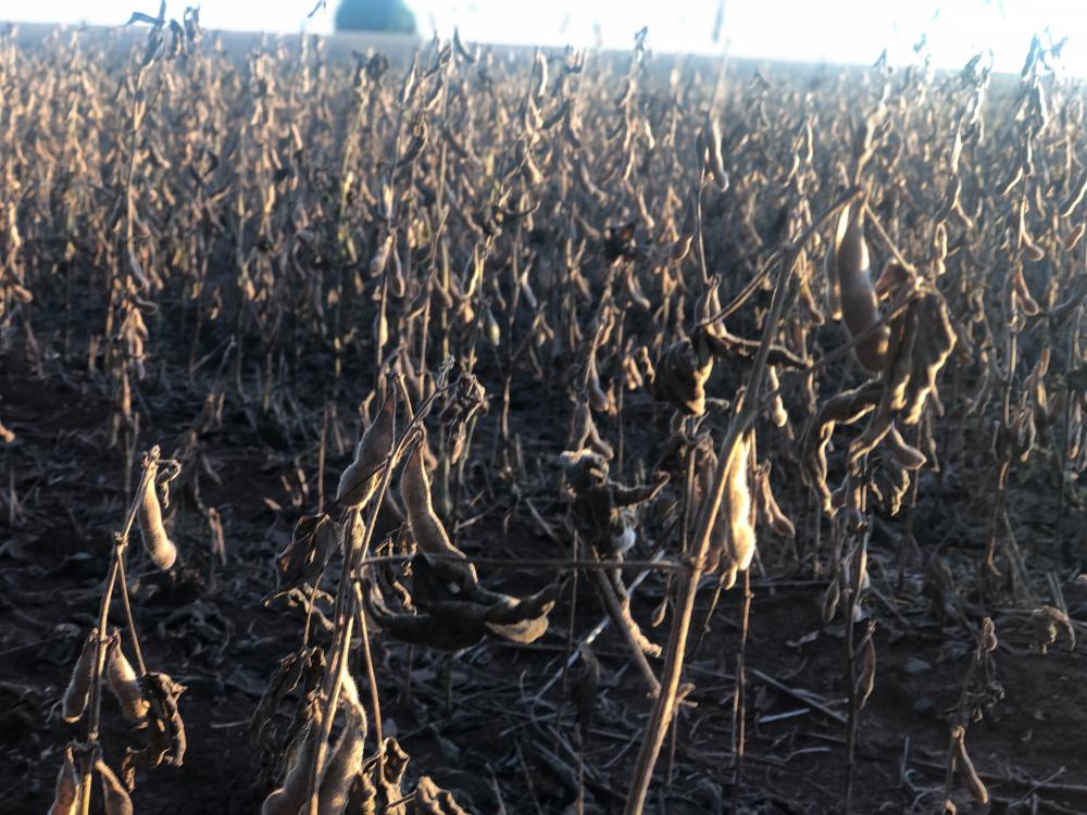Objetivo é compensar perdas de agricultores familiares atingidos pela seca nos estados de MS, PR, RS e SC (Foto: Diones Roberto Becker)
