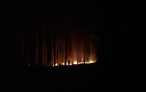 Em menos de dois meses, essa é a segunda vez que ocorre incêndio na plantação de eucaliptos nas imediações da ERS 317 (Foto: Reprodução/WhatsApp)