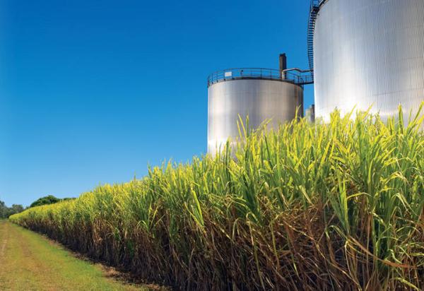 Brasil deverá colher 630,7 milhões de toneladas, sinalizando uma redução de 1,9% em comparação ao volume produzido no ciclo anterior (Foto: Reprodução/Canal Rural)