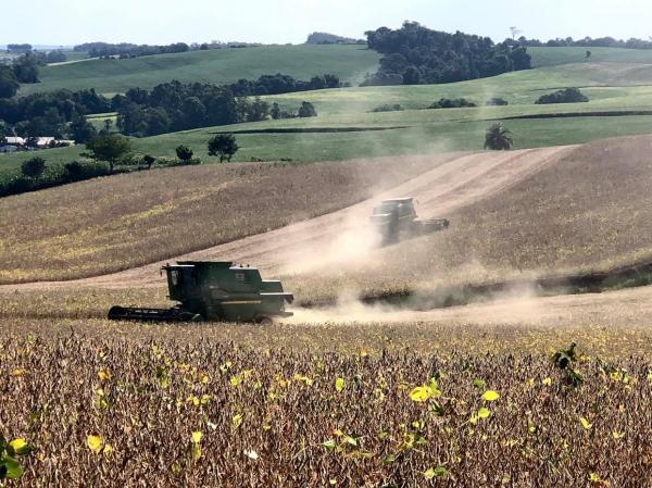 Na região administrativa da Emater-Ascar de Ijuí, a produtividade sofreu redução devido aos danos provocados pela estiagem (Foto: Diones Roberto Becker)
