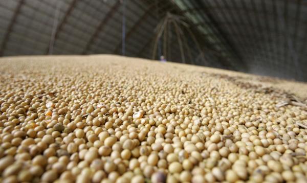 Área colhida deve ser de 64,5 milhões de hectares, ou seja, 2% acima da área de 2019 e 0,2% acima da previsão de março (Foto: Reprodução/Agência Brasil)