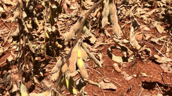 Decisão favorece os produtores e as cooperativas rurais que tiveram prejuízos provocados pela estiagem no início do ano (Foto: Diones Roberto Becker)
