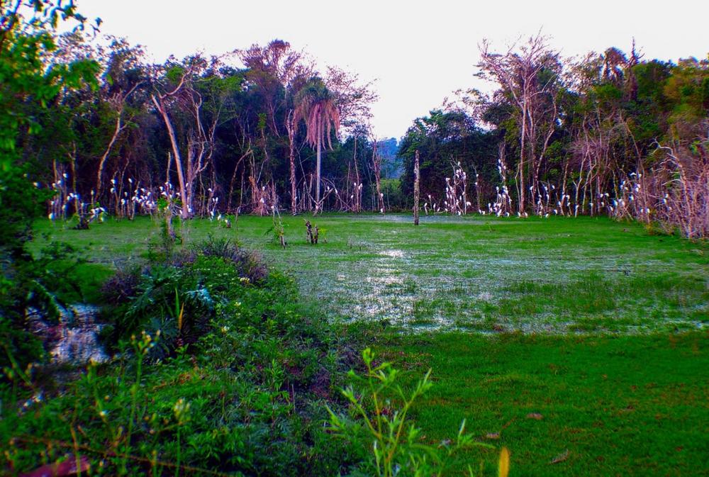 Parque tem uma das maiores diversidades de fauna e flora do estado (Foto: Jalmo Fornari)