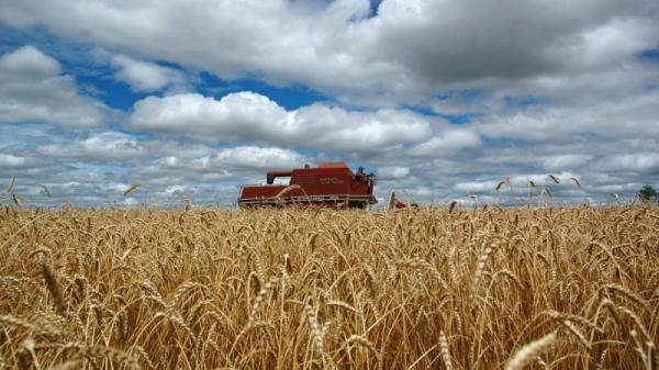 Combustível terá como matéria prima um cereal hibrido obtido do cruzamento do trigo e centeio (Foto: Fernando Dias/SEAPI)
