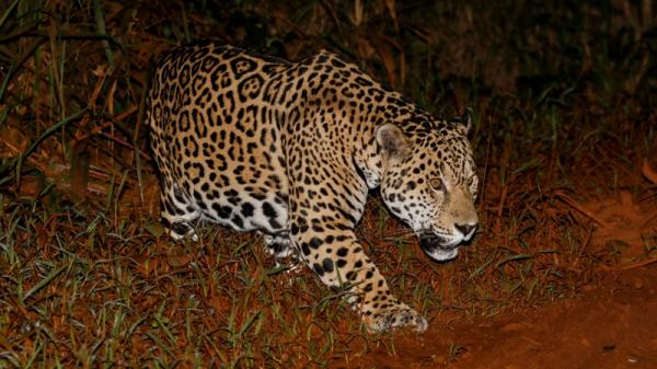 Onça macho, com idade entre 6 e 10 anos, batizado de Boreal já havia sido fotografada em 2017 (Foto: Bjørn-Einar Nilsen)