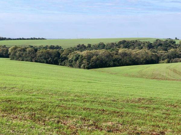 Pela projeção, o trigo, principal cultura de inverno no Estado, deverá ter uma produção de 2,18 milhões de toneladas (Foto: Diones Roberto Becker)