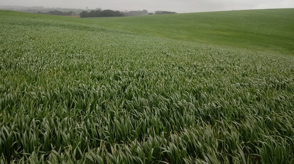 Produtividade esperada para o trigo é de três mil quilos por hectare (Foto: Divulgação/Emater-Ascar)