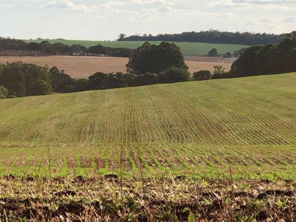 Do total, R$ 179,4 bilhões são para custeio e comercialização e R$ 57 bilhões para investimentos em setores produtivos do agronegócio (Foto: Diones Roberto Becker)