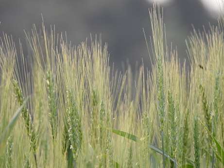 Projeção da Emater-Ascar em outubro apontava para uma produção de 4,7 milhões de toneladas de trigo (Foto: Diones Roberto Becker)