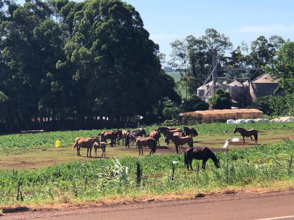 Atualização do inventário animal estava programada para se encerrar em 31 de outubro (Foto: Diones Roberto Becker)