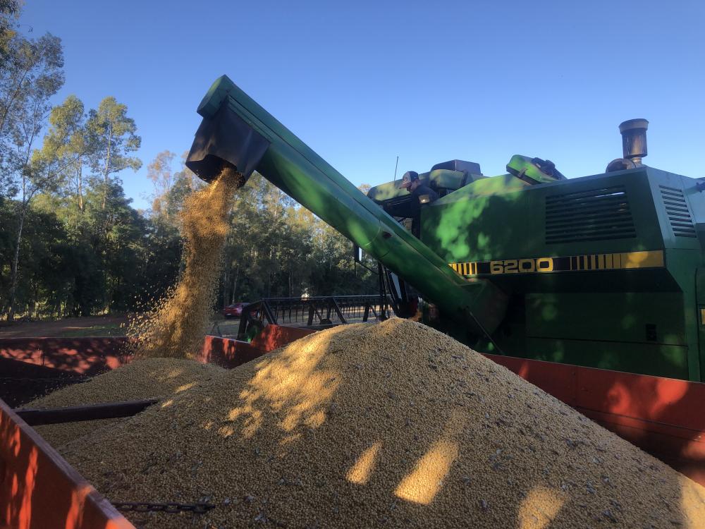 Crescimento esperado para a soja se deve à recuperação de produções afetadas no verão de 2022 (Foto: Diones Roberto Becker)