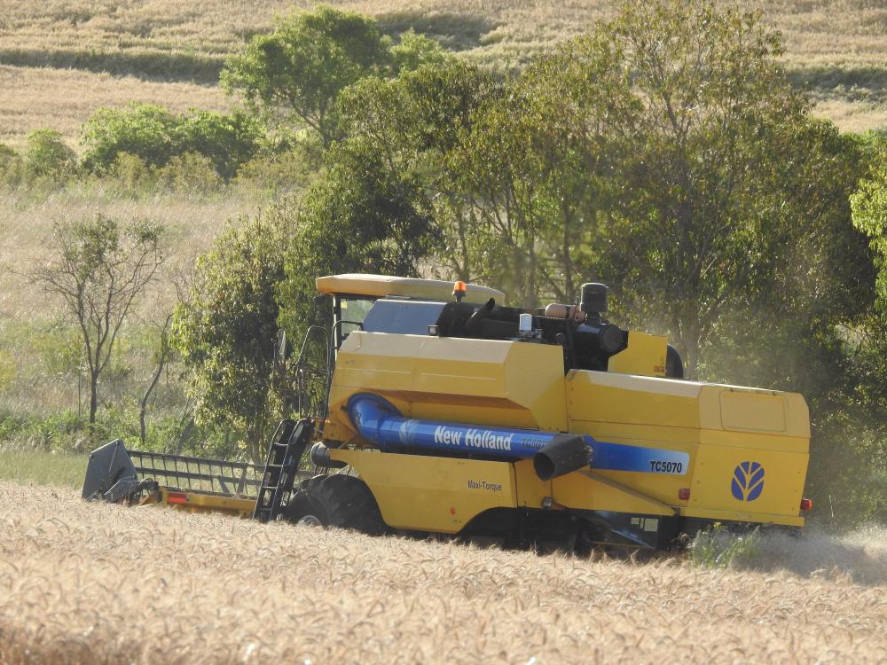 Produtividade média estimada continua em 3.210 quilos por hectare (Foto: Diones Roberto Becker)